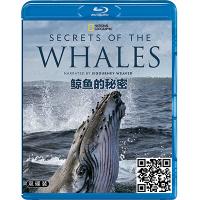 蓝光电影碟片/《鲸鱼的秘密 2碟》记录片/简装BD25G/现货/